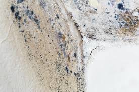  West Simsbury, CT Mold Removal Services Pros